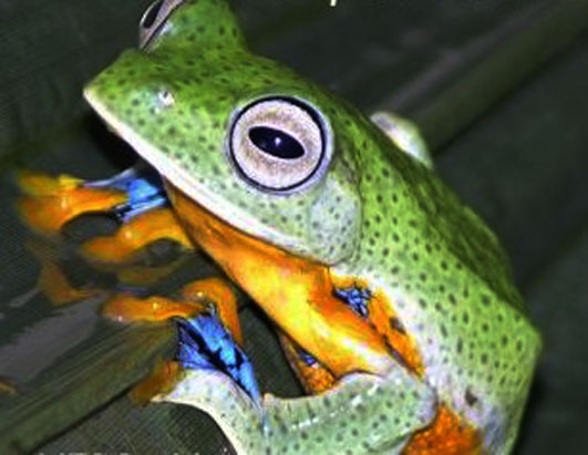 Exotic Pets